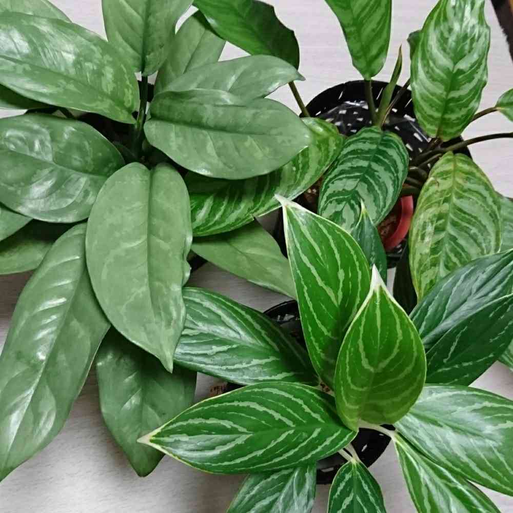 アグラオネマサムレモの一覧｜🍀GreenSnap（グリーンスナップ）