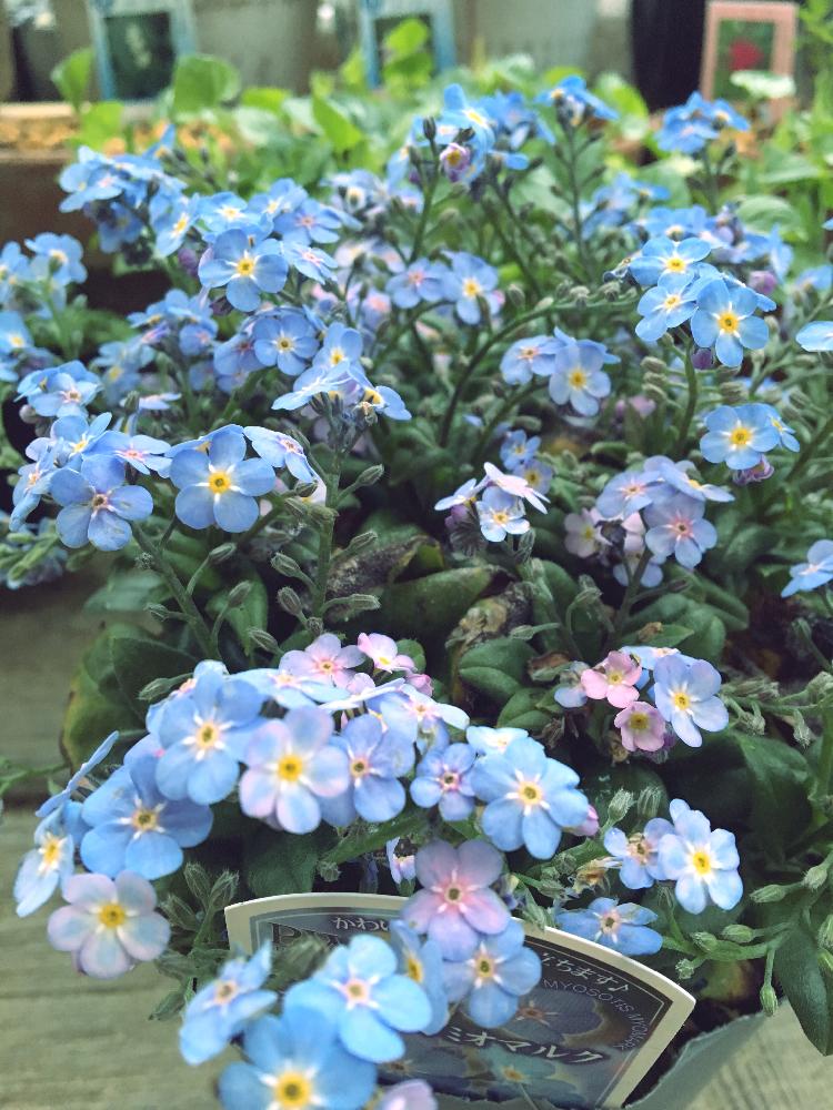 お家型インテリアボード 勿忘草のポットアレンジ 勿忘草のブーケとつばめ Cubeinbd Com