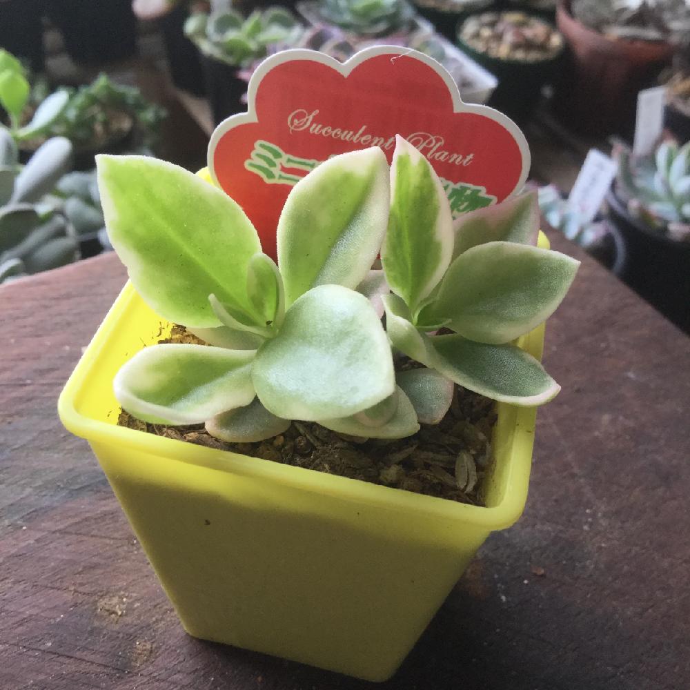 ベビーサンローズの投稿画像 By Curio 1649さん 多肉中毒と多肉植物とダイソーと今日の一枚と多肉初心者と部屋と多肉中毒と多肉植物とダイソーと今日の一枚と多肉初心者 17月4月5日 Greensnap グリーンスナップ Greensnap グリーンスナップ