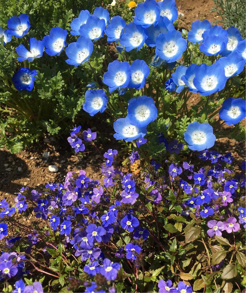ネモフィラの投稿画像 By Hinaさん ベロニカ オックスフォードブルーと小さな庭と青い花と ネモフィラと花壇とブルーの花と青い花と ネモフィラと花壇とブルーの花 17月4月5日 Greensnap グリーンスナップ Greensnap グリーンスナップ