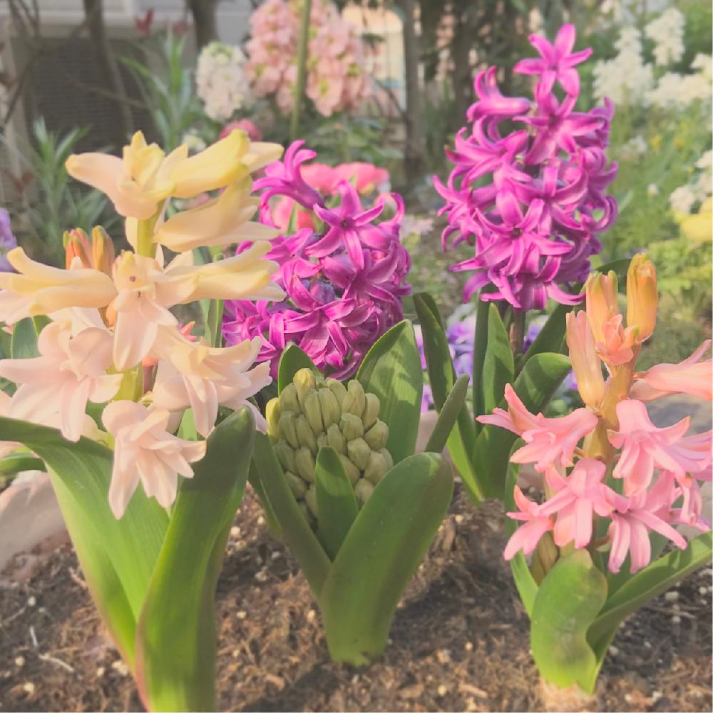 ヒヤシンスの投稿画像 By Aloharukoさん 春の球根植物と春のお花とピンクの花と花壇と春の香りと春の訪れと庭づくりとガーデニングと可愛いピンク色 と咲いた 17月4月5日 Greensnap グリーンスナップ