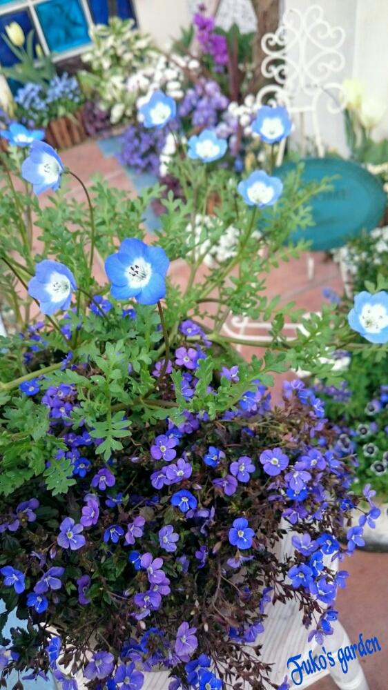 ベロニカ オックスフォードブルーの投稿画像 By ふうこさん ネモフィラと我が家の花壇とブルーガーデンと寄せ植えと銅葉 17月4月6日 Greensnap グリーンスナップ