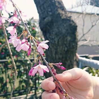 小さな手の画像 by saeさん | お出かけ先と枝垂れ桜と『桜』コンテストと小さな手