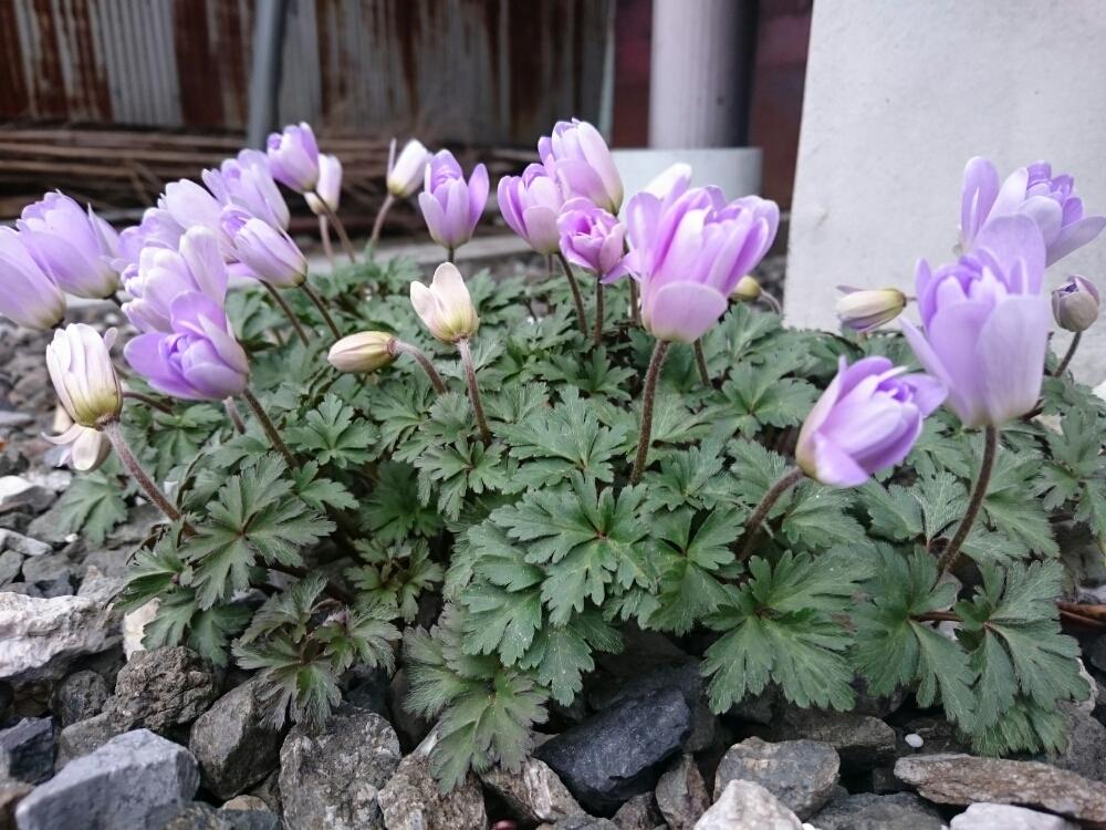 山野草 コンテストの投稿画像 By みほさん かわいい と春ねと植中毒と咲いた 17月4月6日 Greensnap グリーンスナップ