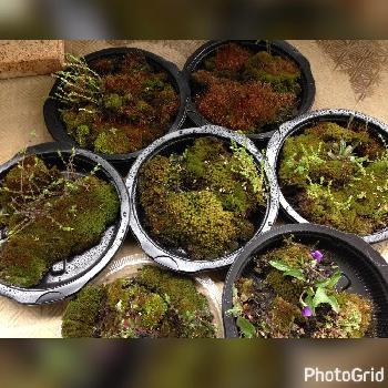 道端の苔の投稿画像一覧 Greensnap グリーンスナップ