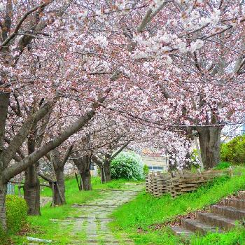 桜道の投稿画像一覧 Greensnap グリーンスナップ