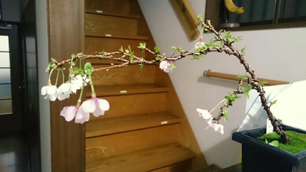 湖上の舞の投稿画像 By ぺーやんさん 雲龍桜と 桜 コンテストと盆栽 17月4月7日 Greensnap グリーンスナップ