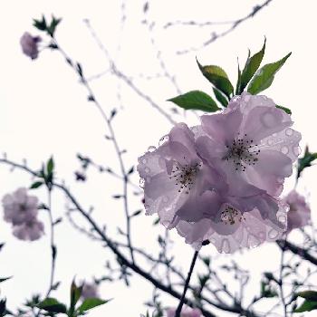 サクラ　アーコレードの画像 by ramさん | 畑とサクラ　アーコレードと『桜』コンテスト
