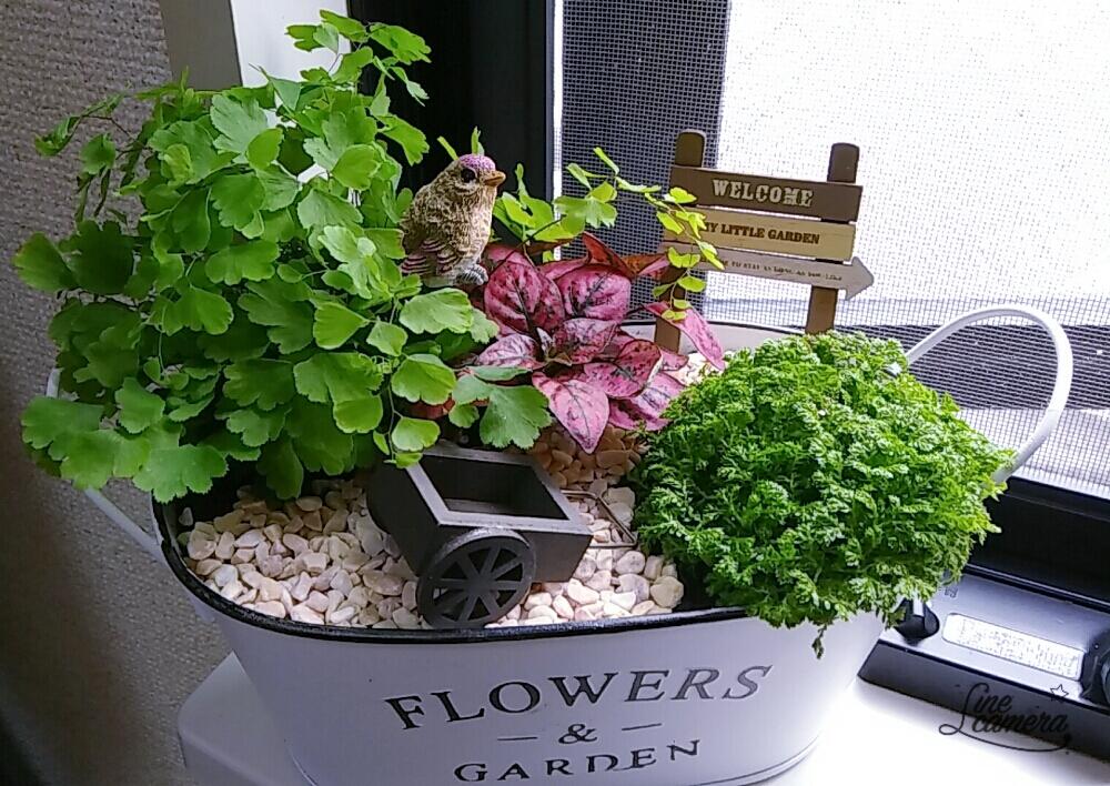 クッションモスの投稿画像 By えぃさん アジアンタムとキッチンと寄せ植えと寄せ植え 17月4月7日 Greensnap グリーンスナップ Greensnap グリーンスナップ クッションモスの投稿画像 By えぃさん アジアンタムとキッチンと寄せ植えと寄せ植え 17月4月7日 Greensnap グリーンスナップ Greensnap グリーンスナップ