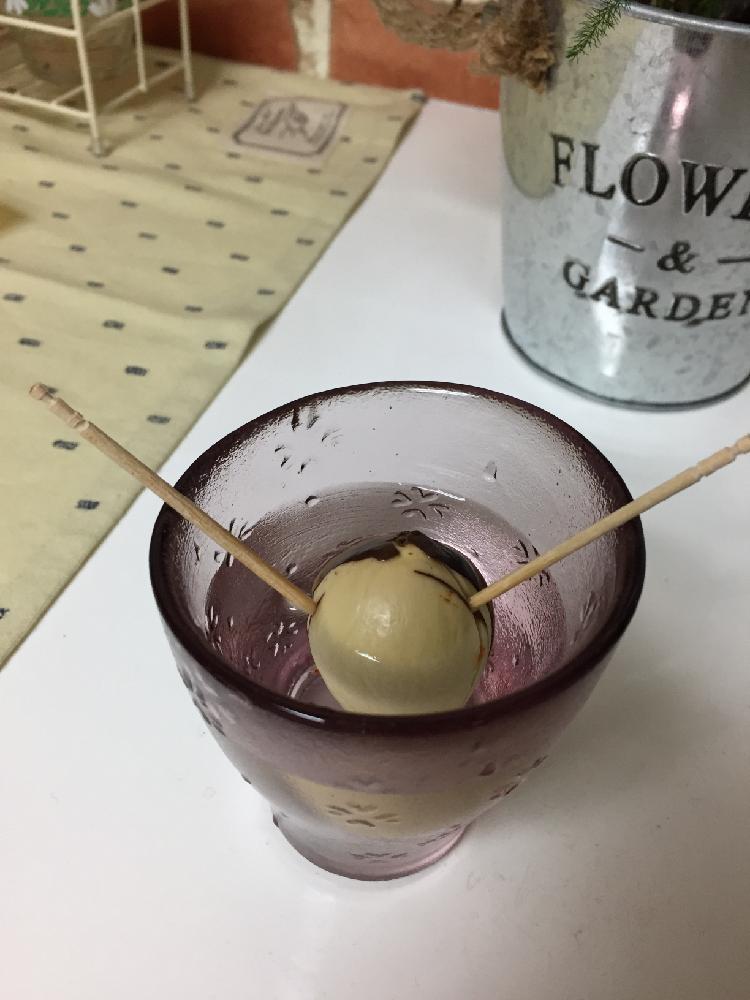 アボカドの種の投稿画像 By とめこさん 17月4月7日 Greensnap グリーンスナップ