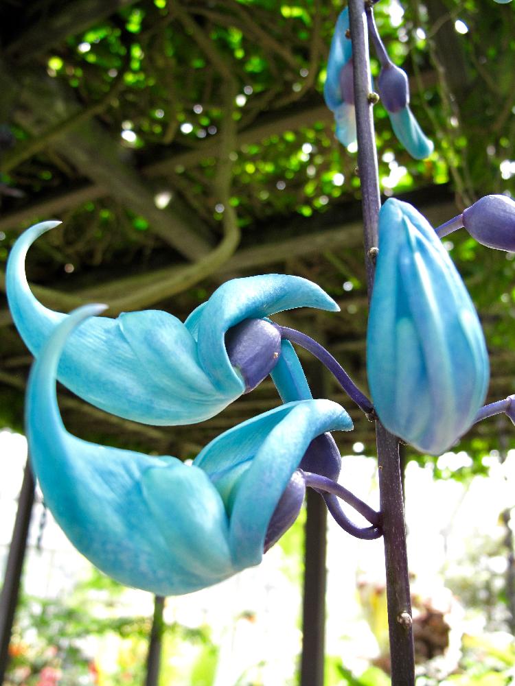 ジェイド バインの投稿画像 By W E ガーデナーさん 変わった植物と青い花と今日のお花と翡翠色の花とフィリピンと京都府立植物園 17月4月7日 Greensnap グリーンスナップ