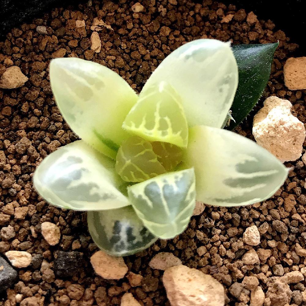 多肉植物 ハオルチア オブツーサ錦 花水晶 極上斑 3.5号鉢 