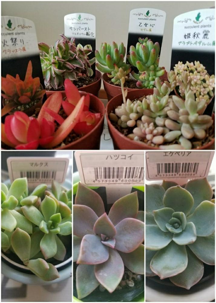 ★＾＾セダム　恋心錦　多肉　エケベリア＾＾★　 恋心錦（糊班）多肉植物セダム