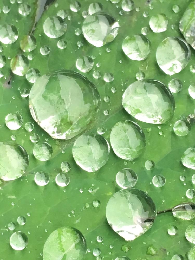 水滴写真の投稿画像 By ﾟ なっちゃん ﾟ さん 綺麗なミドリと葉っぱと水滴と葉っぱアートとオダマキの花 17月4月8日 Greensnap グリーンスナップ