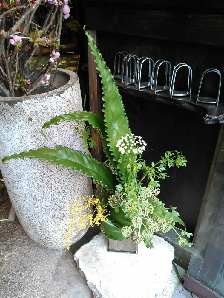 ヤツデの実の投稿画像 By 始終植物屋 クマ さん オンシジューム オブリザタムと枝咲レースフラワーとタニワタリ オオサカとフラワーアレンジメントと今日のお花 17月4月8日 Greensnap グリーンスナップ