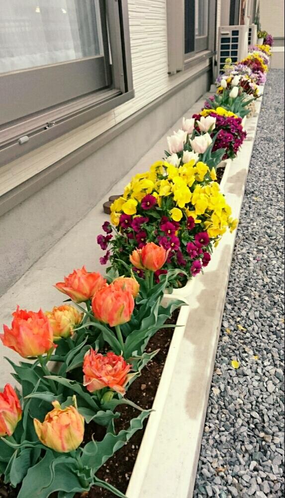 ビオラの投稿画像 By タヌ吉さん チューリップと寄せ植えと今日のお花と鉢植えとまだまだ初心者と成長記録とプランター植え 17月4月8日 Greensnap グリーンスナップ