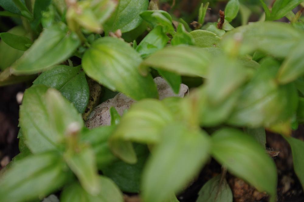 宿根ネメシアの投稿画像 By Akoさん 花壇とかくれんぼと我が家の花壇とガーデニングとカエル 17月4月9日 Greensnap グリーンスナップ