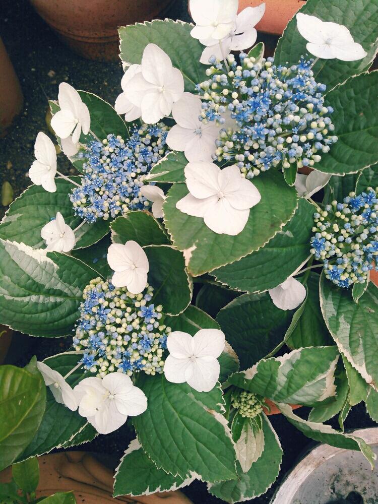 マイガーデンの投稿画像 By く わ こさん 青い花と斑入り葉っぱとガーデニングと白い花と紫陽花 アジサイ あじさいとこの色好き 17月4月9日 Greensnap グリーンスナップ