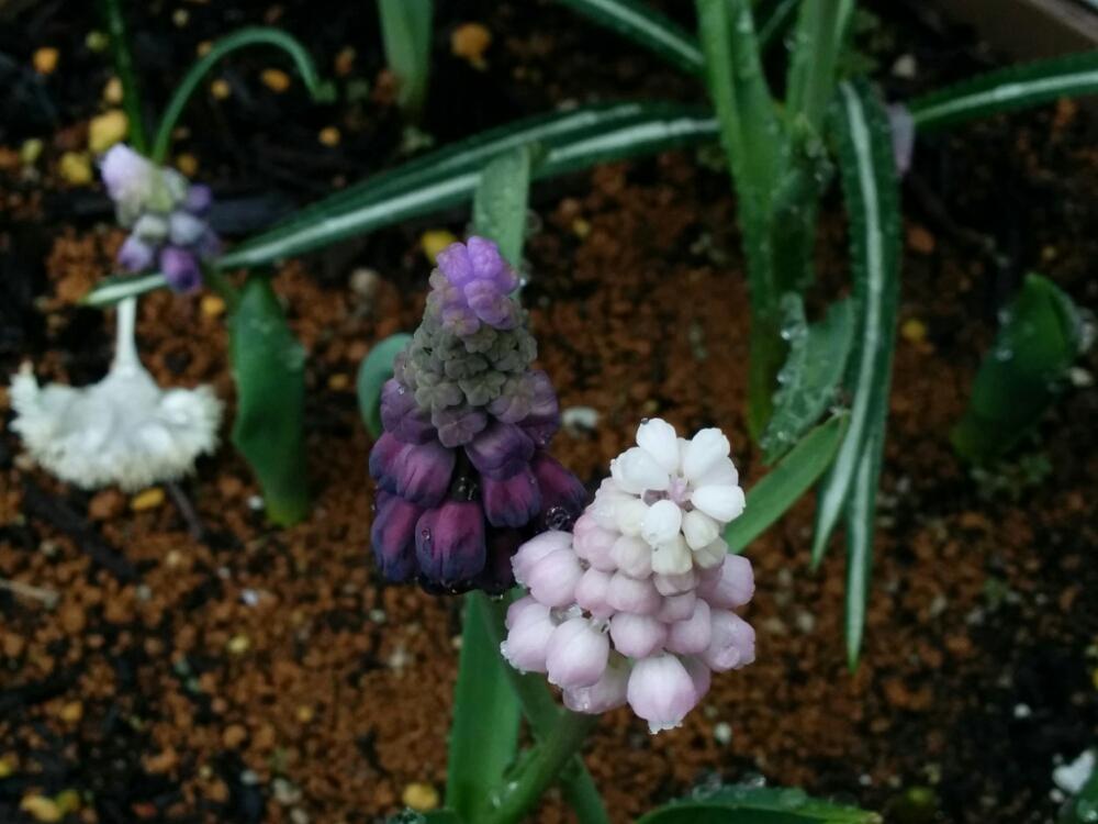 小さな庭の画像 by あおい32さん | 小さな庭とムスカリ　ピンクサンライズとムスカリ・グレープアイスとガーデニングと千葉県