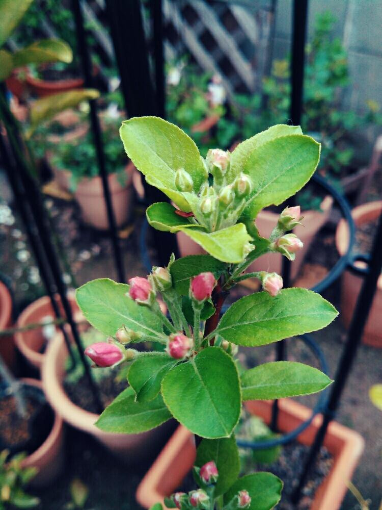 果物の木の投稿画像 By く わ こさん ガーデニングとマイガーデンと2年目とつぼみがたくさんとピンクの花と白い花と収穫ガーデンとくだもの 17月4月9日 Greensnap グリーンスナップ