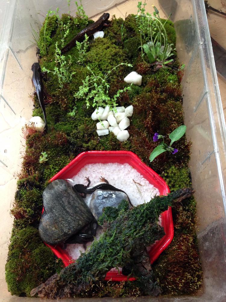 水晶混在の石の投稿画像 By ハチクロさん 寒水砂とハート型の石 と苔の付いた木の皮と苔リウムと苔採集とテラリウムと今日の一枚と採集物とアマミシリケンイモリ 17月4月9日 Greensnap グリーンスナップ