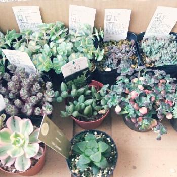 カラフトミセバヤの投稿画像一覧 Greensnap グリーンスナップ