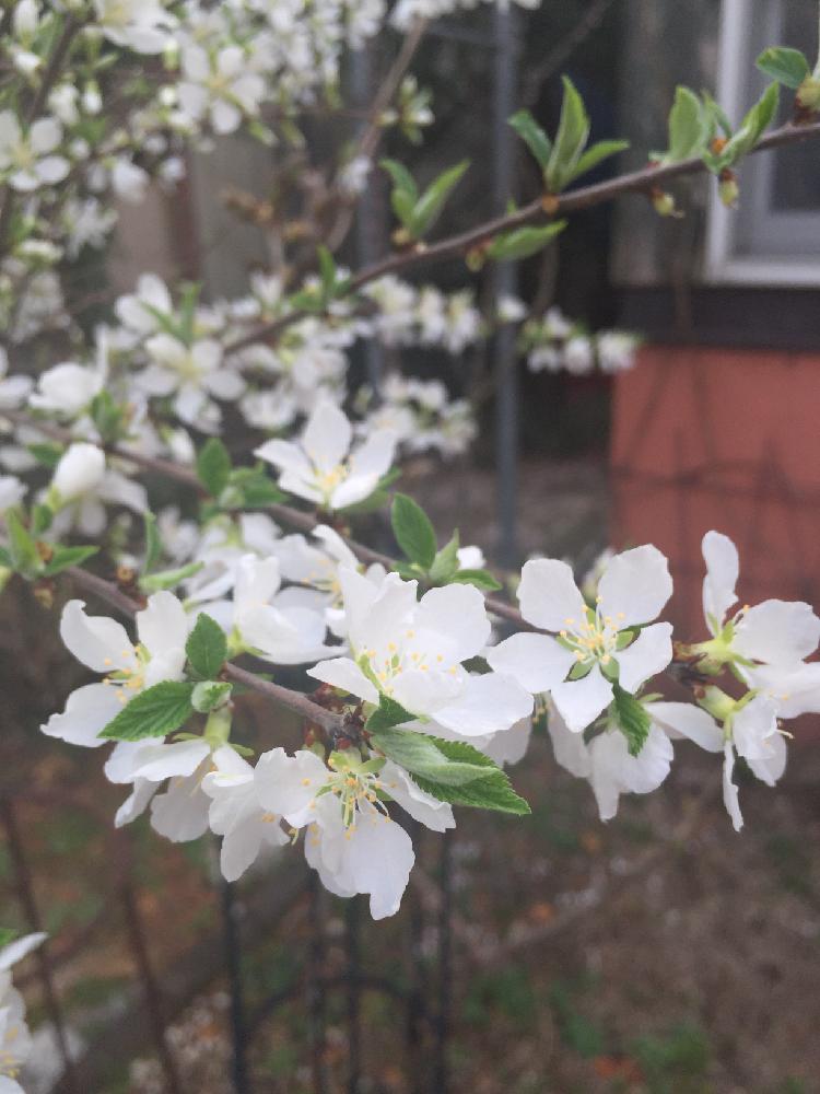鉢植えの樹の投稿画像 By ちゃいさん 桜に似た花とガーデニングと花のある暮らしと咲いた 17月4月9日 Greensnap グリーンスナップ
