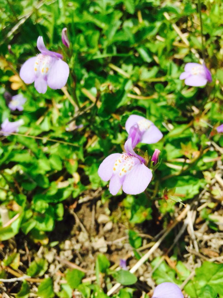 春の楽しみの投稿画像 By ちっちさん 山野草 コンテストと庭の草花 と今日のお花と紫色のお花と野のすみれと庭の小花 17月4月9日 Greensnap グリーンスナップ