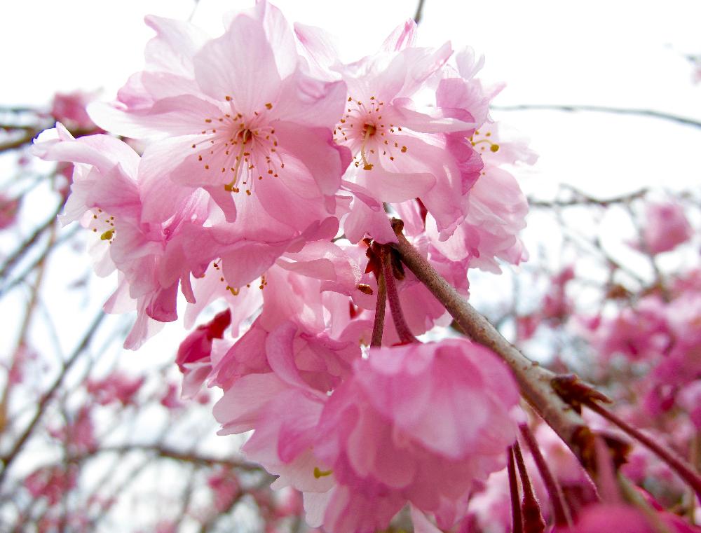 しだれ桜の投稿画像 By W E ガーデナーさん お出かけ先とピンクの花とさくら 桜 サクラと 桜 コンテストと春の花 と赤い花と桜の花 とピンクの花とさくら 桜 サクラと 桜 コンテストと春の花 と赤い花と桜の花 17月4月9日 Greensnap グリーンスナップ