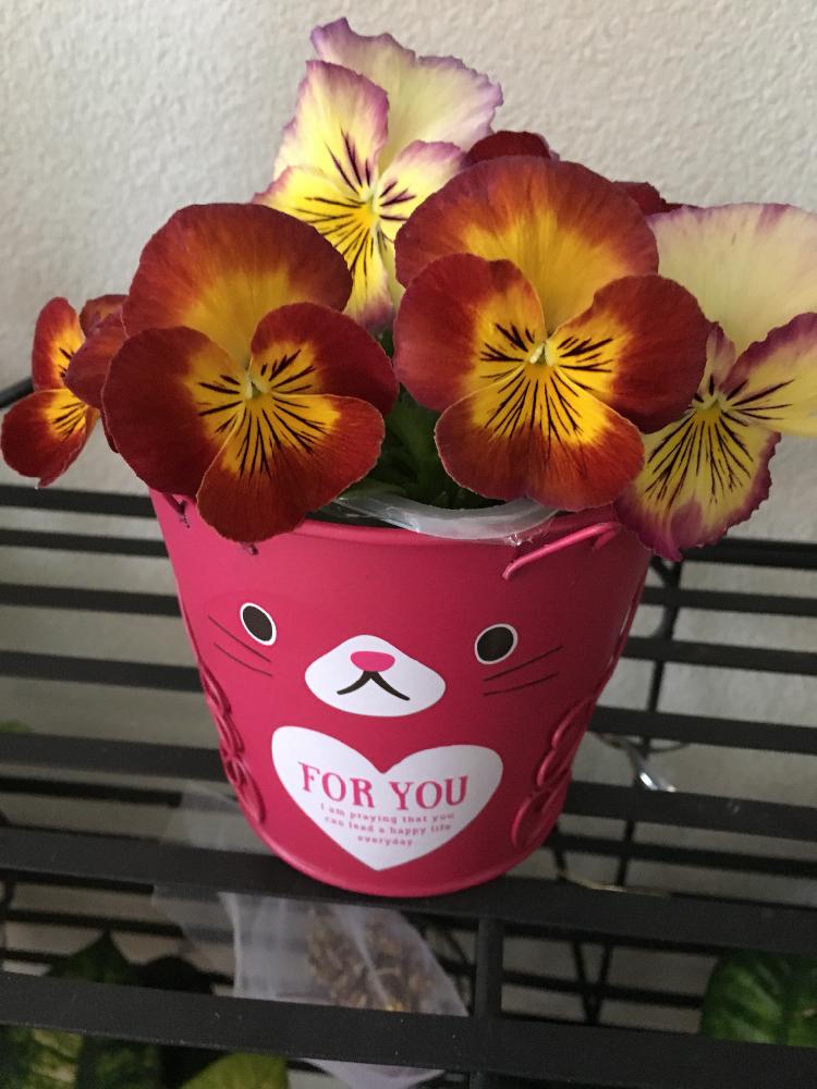 パンジーの投稿画像 By リーさん ビオラ パンジーと今日の１枚とイキイキとニコニコ と癒されるぅ とかわいいな 17月4月9日 Greensnap グリーンスナップ