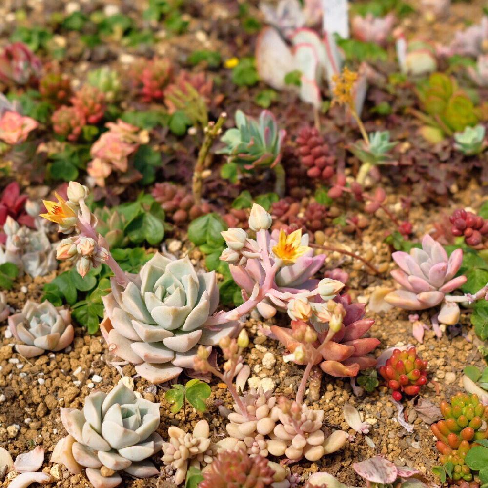 多肉植物の投稿画像 By ころぽっくるさん 松井田バラ 多肉植物園と多肉畑とエケベリア女子と多肉女子と多肉狩りとエケベリア属とセダム属 2017月4月9日 Greensnap グリーンスナップ