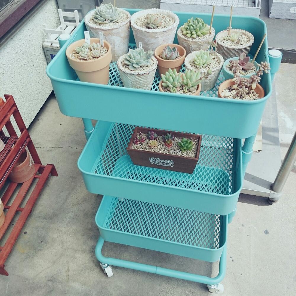 バルコニー ベランダの投稿画像 By キナコモチネコさん Ikea風と置き場が増えたと多肉女子とワゴンとタニク初心者とikea風と置き場が増えたと多肉女子とワゴンとタニク初心者 17月4月10日 Greensnap グリーンスナップ Greensnap グリーンスナップ