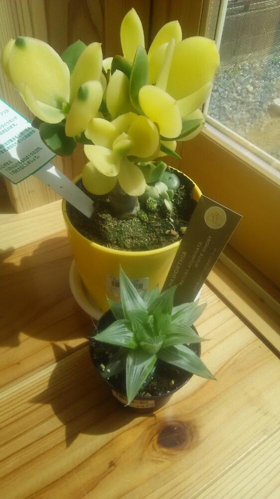軟葉系ハオルチアの投稿画像 By ゆりさん 新金のなる木 鑫鑫 と葉っぱも素敵と癒しgreenと植中毒と黄色い葉っぱと多肉女子と金のなる木 花月 と ハオルチア 17月4月10日 Greensnap グリーンスナップ