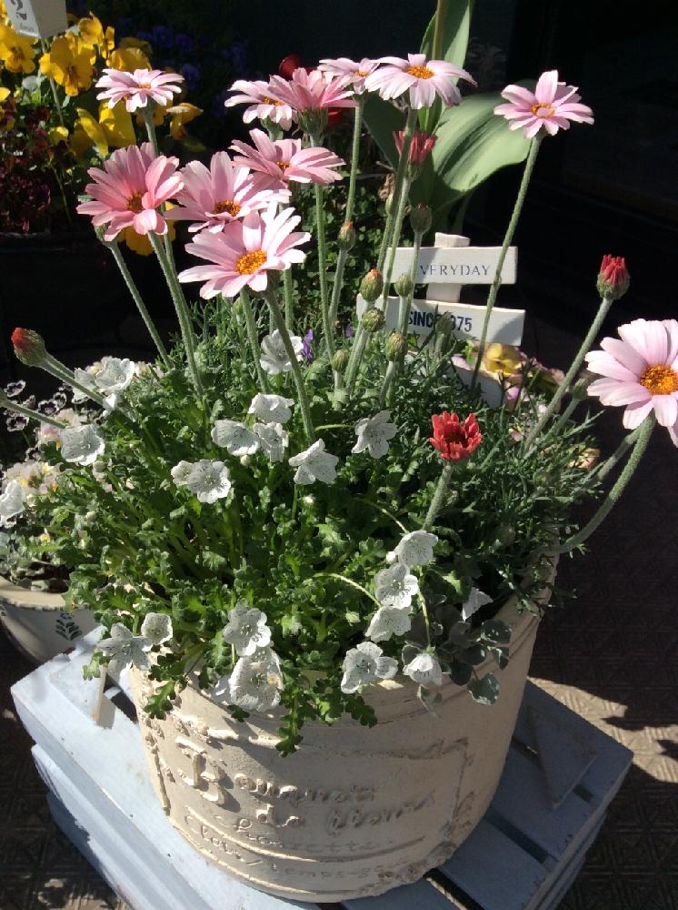 ローダンセマムアプリコットジャムの投稿画像 By Sakoさん 今日のお花と寄せ植え 17月4月10日 Greensnap グリーンスナップ