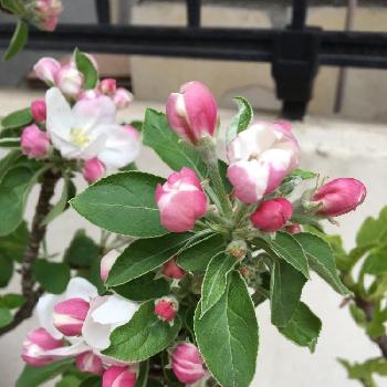 バレリーナツリー ワルツの投稿画像一覧 Greensnap グリーンスナップ