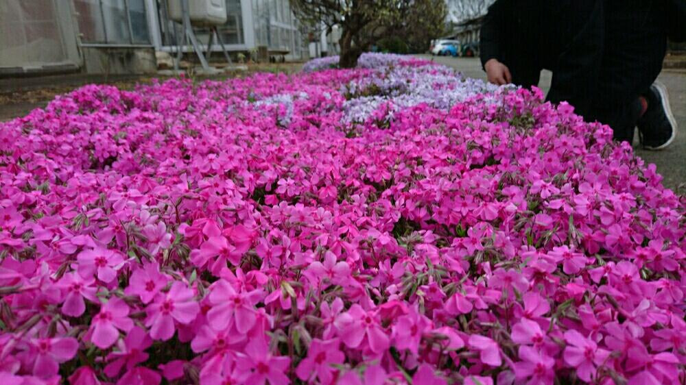 シバザクラの投稿画像 By もやしさん ピンクの花と植中毒とさくら 桜 サクラと今日のお花とはるが来た 17月4月10日 Greensnap グリーンスナップ