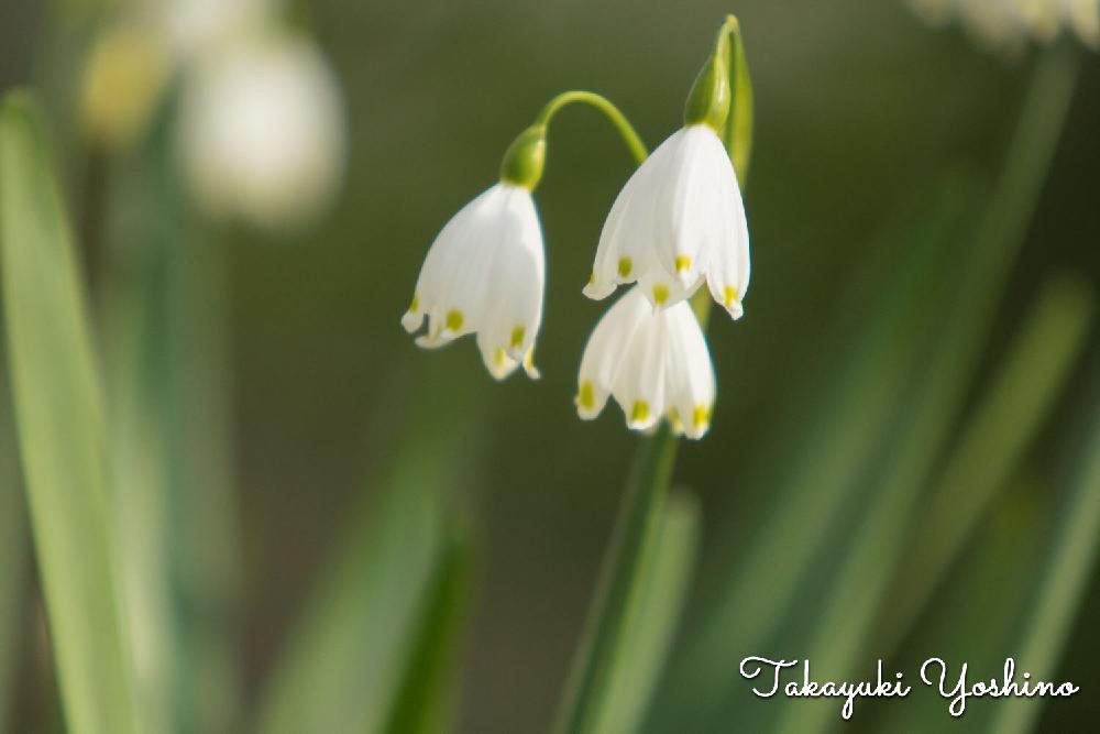 お出かけ先の投稿画像 By Papanさん 花びら下向きと 山野草 コンテストと今日のお花と散歩道と白い花と花びら下向き と 山野草 コンテストと今日のお花と散歩道と白い花 17月4月11日 Greensnap グリーンスナップ Greensnap グリーンスナップ お出かけ先の投稿画像 By Papanさん 花びら下向きと 山野草 コンテストと今日のお花と散歩道と白い花と花びら下向き と 山野草 コンテストと今日のお花と散歩道と白い花 17月4月11日 Greensnap グリーンスナップ Greensnap グリーンスナップ