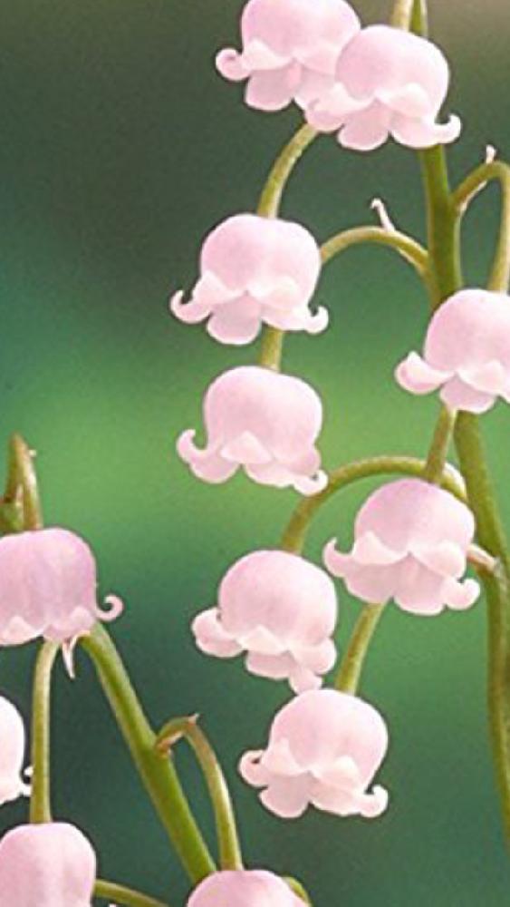 ピンクドイツスズランの投稿画像 By 花が好きさん 花のある暮らし とピンク色とありがとう と癒される とスズランも好きと可愛らしい花とガーデニング 2017月4月11日 Greensnap グリーンスナップ