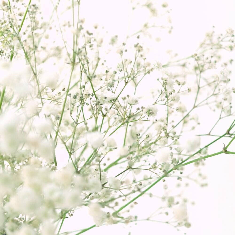 60 エメラルドグリーンの中で咲く白い小花のイヤリングorピアス