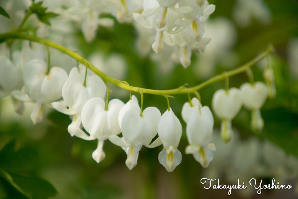 お出かけ先の投稿画像 By Papanさん 花びら下向きと 山野草 コンテストと今日のお花と散歩道と白い花とお散歩と花びら下向き と 山野草 コンテストと今日のお花と散歩道と白い花とお散歩 17月4月11日 Greensnap グリーンスナップ Greensnap グリーン お出かけ先の投稿画像 By Papanさん 花びら下向きと 山野草 コンテストと今日のお花と散歩道と白い花とお散歩と花びら下向き と 山野草 コンテストと今日のお花と散歩道と白い花とお散歩 17月4月11日 Greensnap グリーンスナップ Greensnap グリーン