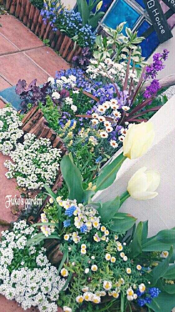 小さな庭の投稿画像 By ふうこさん ブルーガーデンと我が家の花壇と花のある暮らしとブルーガーデンと我が家の花壇と花のある暮らし 17月4月12日 Greensnap グリーンスナップ Greensnap グリーンスナップ