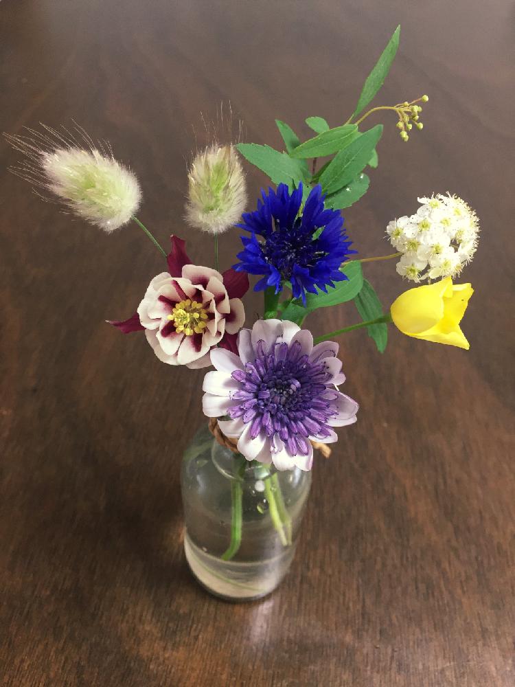 コデマリの投稿画像 By みーさん オダマキとハナビシソウと赤色の花とピンクの花と植中毒と今日の一枚と黄色い花と今日のお花と花瓶さしとナチュラルスタイルとガーデニングと白い花とお気に入りこーなー と紫の花といっぱいと咲いた 17月4月12日 Greensnap