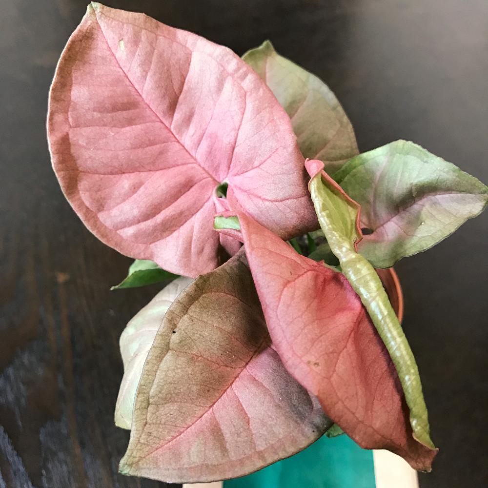 シンゴニウムピンクバタフライの投稿画像 By Bisuke さん シンゴニウムピンクとhcと葉っぱが綺麗と可愛い 2017月4月12日 Greensnap グリーンスナップ