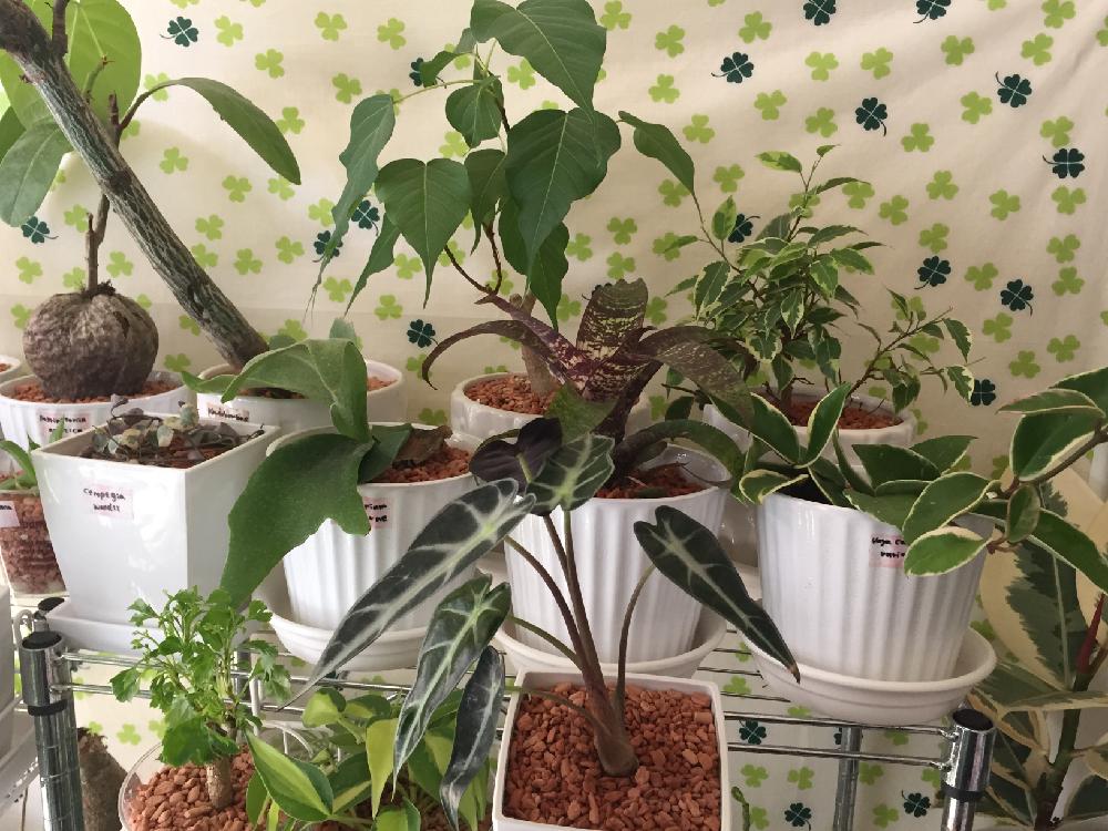 フィロデンドロン ブラジルの投稿画像 By ありさん バリントニアとボンバックスとインドボダイジュとハートカズラ斑入り レディハート とビカクシダ アルシコルネとフリーセア レッドチェストナットとベンジャミンとホヤ カルノーサとポリシャスとアロカシア 17