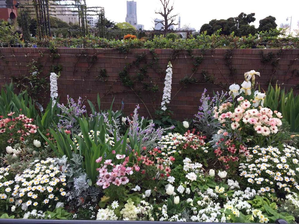 はーちゃんさんの山下公園への投稿