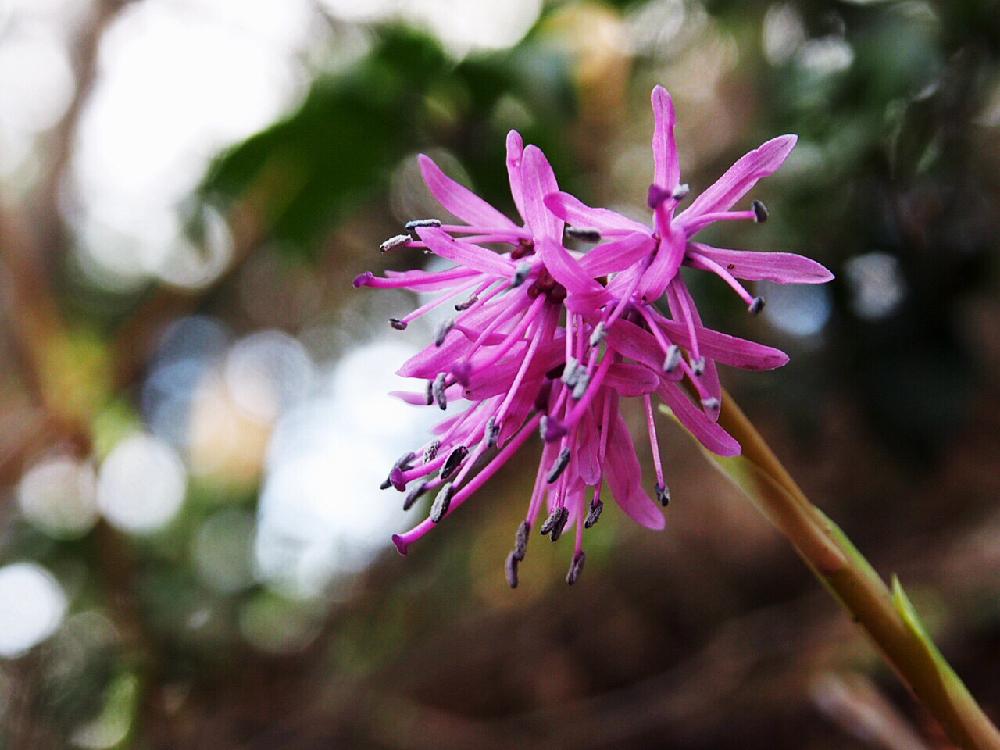 ピンクの花の投稿画像 By 花風さん 山野草 コンテストと季節の花とマクロ撮影と山で見つけました 17月4月12日 Greensnap グリーンスナップ