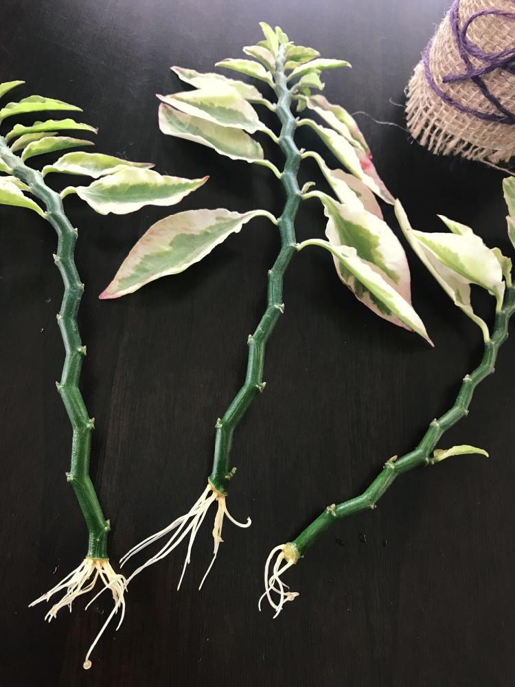 ペディランサス大銀竜の投稿画像 By さくらさん ダイギンリュウとhtcとペディランサス属とお気に入り とピンク とbaby と植中毒と増やす 17月4月13日 Greensnap グリーンスナップ