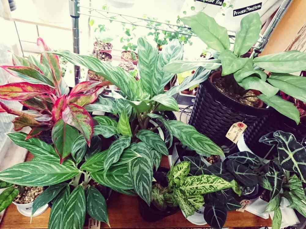 アグラオネマサムレモの一覧｜🍀GreenSnap（グリーンスナップ）