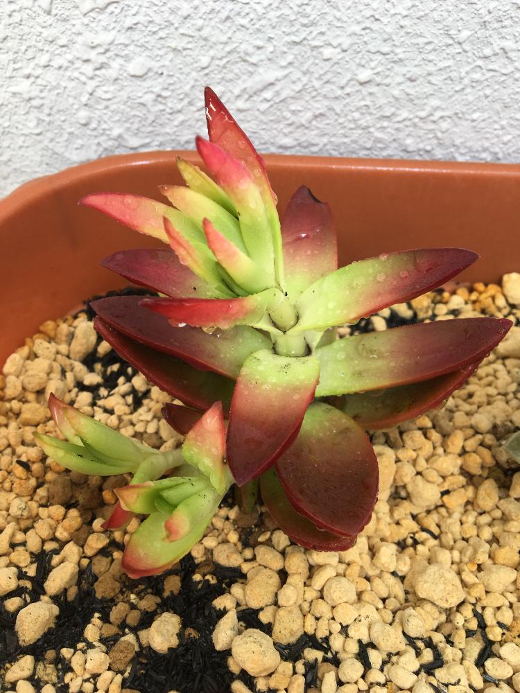 火祭りの投稿画像 By Ankhさん 17月4月14日 Greensnap グリーンスナップ