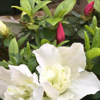 白いツツジの画像 by 花が好きさん | 小さな庭とツツジと花のある暮らし♡とありがとう♡と白いツツジと癒される～と清楚なお花とガーデニング